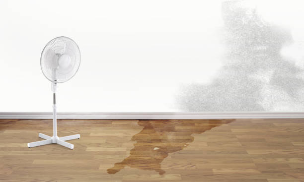 Best Local water damage restoration  in Malmstrom Af, MT